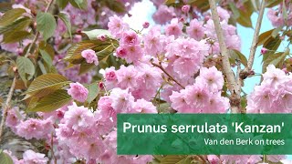 Prunus serrulata Kanzan  Van den Berk on Trees [upl. by Merell]