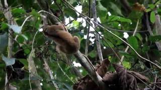 Ten slow lorises are returned to freedom in the forest [upl. by Marissa]