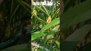 Oncidium trin egert orchidworld orchidsgarden orchidgarden nature [upl. by Heng39]