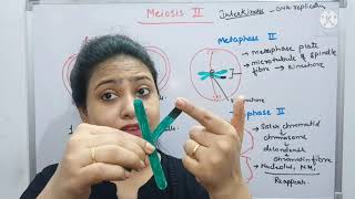 Meiosis  Part2  Cell cycle amp Cell division  Prophase II  Metaphase plate Class 11 biologyNEET [upl. by Mickie]