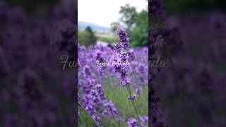 Lavender field at Furano🪻 [upl. by Ennaegroeg]