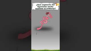 ¿Cuánto sabes de Zootecnia 32 preguntasyrespuestas quiz trivia zootecnia animals [upl. by Letizia]