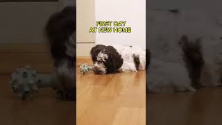 Lagotto Romagnolo Puppy 8 weeks old dog puppy funny pets animals funnydog animal [upl. by Wenonah]