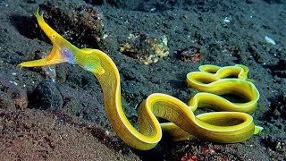 10 Amazing Sea Creatures Youve Never Seen Before [upl. by Suivat]