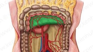 Mesenteries Model Embryo  2nd Year MBBS OSPE [upl. by Kennan]