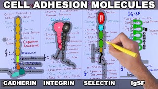 Cell Adhesion Molecules  Structure and Types [upl. by Aserej423]