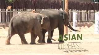 All About Asian Elephants [upl. by Enisaj]