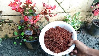 how to make coco peat at home  Coco peat growing medium [upl. by Porta]