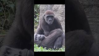 4yearold gorilla wants milk 😆 gorillatag 金剛猩猩 台北市立動物園 shorts [upl. by Assenov]