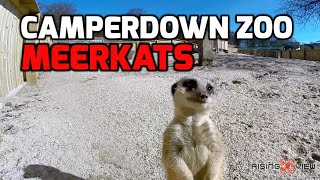 Camperdown Park Wildlife Centre Dundee with the Meerkats GoPro Hero 3 [upl. by Artemisa239]