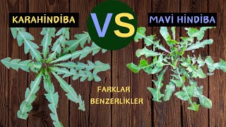 MAVİ HİNDİBA İLE KARAHİNDİBA OTU  Karşılaştırma  Cichorium intybusTaraxacum officinale [upl. by Dode]