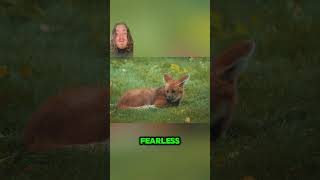 Falkland Islands Wolf Weird Wildlife youtubeshorts [upl. by Tomlin]