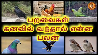 கனவில் பறவைகளை கண்டால் என்ன நடக்கும் தெரியுமா  Paravaikal kanavil vanthal enna palan [upl. by Enael]