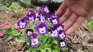 How To keep your Pansies looking Full and Flowering all season long [upl. by Sillad]