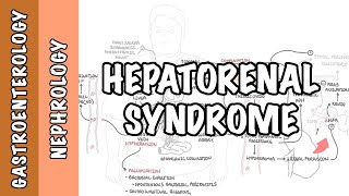 Hepatorenal Syndrome  causes pathophysiology and mechanism [upl. by Ayisan679]