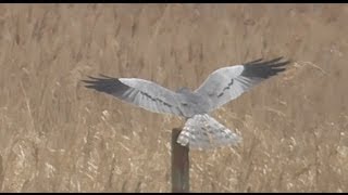 Montagus Harrier  Britains Rarest Raptor [upl. by Tymes]