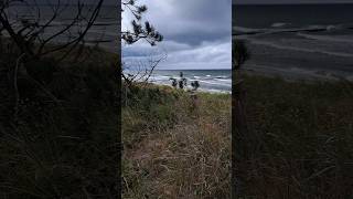 Strand  Wald  Neuendorf auf der Insel Hiddensee  13092024 beach nature travel forest art [upl. by Scott]