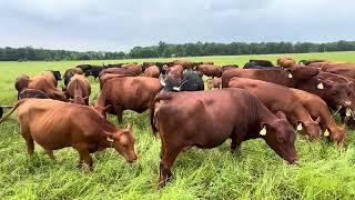 Principled vs Prescriptive Grazing In a CowCalf Operation [upl. by Twitt]