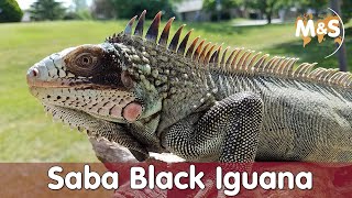 Seltener Schwarzer Leguan  Saba Black  Iguana melanoderma  Reptil TV [upl. by Hachmann]