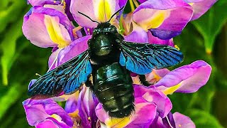 FRELON BLEU  Xylocopa Violacea [upl. by Eelam747]