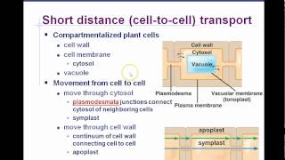 AP Biology Chapter 36 Plant Transport Part 1 [upl. by Adnilem]