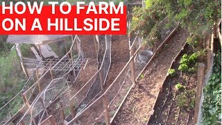 Amazing Micro Farm Grows Food on Eroding Backyard Hillside Slope in LA [upl. by Tallu]