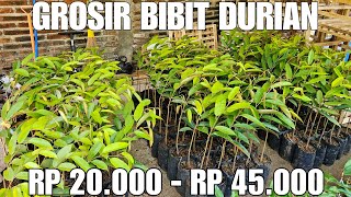 GROSIR BIBIT DURIAN Bawor Musangking oche [upl. by Lilybel]