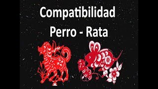 Compatibilidad Perro  Rata Horóscopo Chino [upl. by Htezzil497]