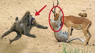 Hero Baboons Save Impala From Cheetah in Kruger National Park  Baboon vs Cheetah [upl. by Ruhtracam530]