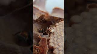 Melipona Queen Laying Egg in Honeybee Hive 🤯Beekeeping queens bees beekeeper eggs [upl. by Annekam903]