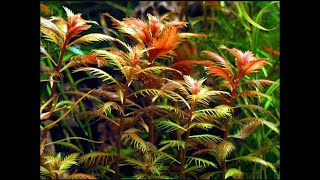 Proserpinaca Palustris Cuba  Mermaid Weed  Copper aquarium plant [upl. by Cavuoto993]