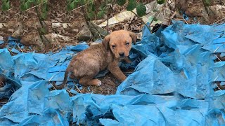 A Little Dog Was Found In A Dump In Critical Condition [upl. by Anaeerb]