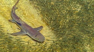 Lemon Sharks Hunting in Shallow Water  BBC Earth [upl. by Caterina]