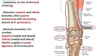 Popliteal Artery  Dr Ahmed Farid [upl. by Nodnek241]