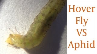 Hover Fly Larvae Devours Aphid in Real Time [upl. by Amber]