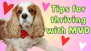 🐶14 yo Cavalier with MVD B2 Thrives 🌟 Vet Visit Diet 🥩 Exercise 🐕 amp Supplement Secrets 💊 [upl. by Yllime]