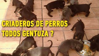 CRIADEROS DE PERROS SON GENTUZA [upl. by Rosalinde]