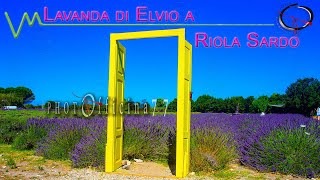 OFFICINA77  Lavanda in Sardegna i campi di Elvio a Riola Sardo [upl. by Dee]