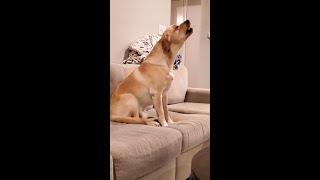 Watch a Cute Labrador Howling for the First Time [upl. by Anet]