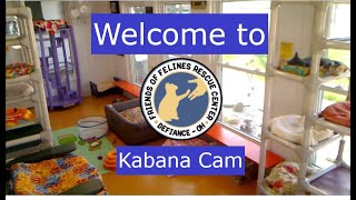 Friends of Felines Rescue Center Kabana Cam [upl. by Severn]