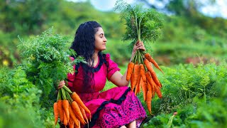 Carrot harvest🥕for boondi laddu amp chicken masala fried rice tooPoornaThe nature girl [upl. by Talie222]