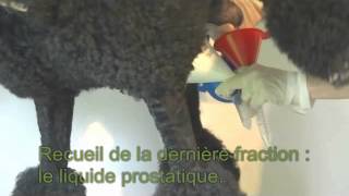 Comment faire un recueil de semence de chien [upl. by Harima]