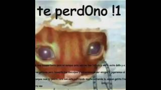 me perdonas no no te perdono te perdono todos los videos de ste gato ｡◕‿‿◕｡ [upl. by Paquito]