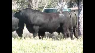 Texas Angus QLD Bulls to sell at Triple B Brangus Bull Sale [upl. by Ahtivak]