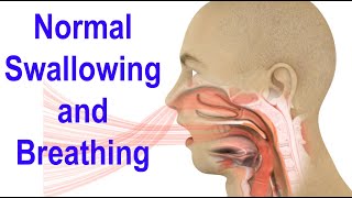 Normal Swallowing and Breathing Animation [upl. by Vigen470]