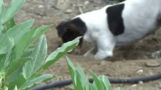 Un Perro Ratonero Bodeguero Andaluz vigila un cultivo de habas para protegerlo de topos y lirones [upl. by Eelnodnarb]