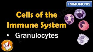 Cells of the Immune System PART I  GRANULOCYTES FLImmuno02 [upl. by Eillen51]