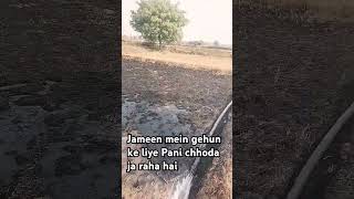 Khet ko Mulayam karne ke liye taki gehun andar se jaaye to pani chhodane ki vidhi [upl. by Gypsy287]