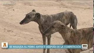 Entrenando para el Campeonato Regional de Galgos 2017 [upl. by Lezirg]