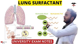 Lung Surfactant  Pulmonary Surfactant  Respiratory system physiology [upl. by Pauline]